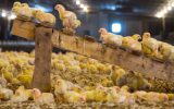 جوجه‌ریزی ۱۴۰ میلیون قطعه‌ای در مرغداری‌ها
