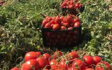 عوارض 55 درصدی صادرات گوجه فرنگی