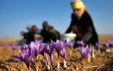 با تغییر آلگو‌های آب و هوا، زعفران ایرانی آب رفت