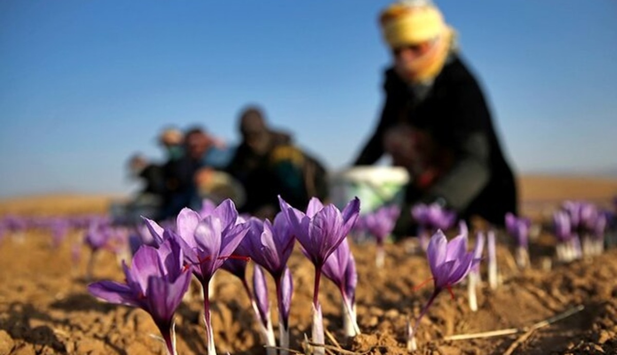 با تغییر آلگو‌های آب و هوا، زعفران ایرانی آب رفت