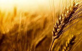 توفیق دولت سیزدهم در رکوردزنی خرید تضمینی و خودکفایی در تولید گندم نان