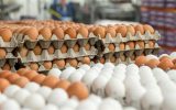 رتبه 9 برای تولید تخم مرغ ایران