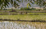 هدفگذاری تولید ۴.۳ میلیون تن شلتوک برنج در سال۱۴۰۳