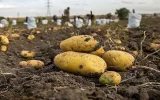 آغاز خرید تضمینی سیب‌زمینی از کشاورزان/ مازاد تولید راهی بازارهای صادراتی می‌شود