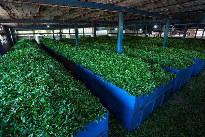 صادرات ۱۵ هزار تنی چای در سال گذشته