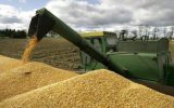 برداشت ۵۰ درصد گندم خوزستان/میزان خسارت بارندگی به اراضی اعلام می‌شود