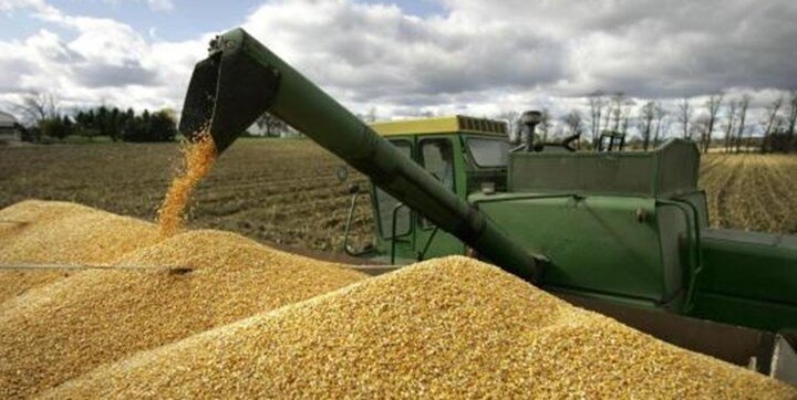 برداشت ۵۰ درصد گندم خوزستان/میزان خسارت بارندگی به اراضی اعلام می‌شود
