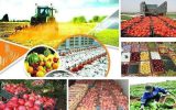 جذب ۲۰۰ هزار تن ماده خام کشاورزی در استان قزوین
